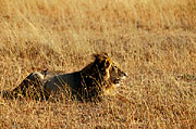  Lion Masai Mara